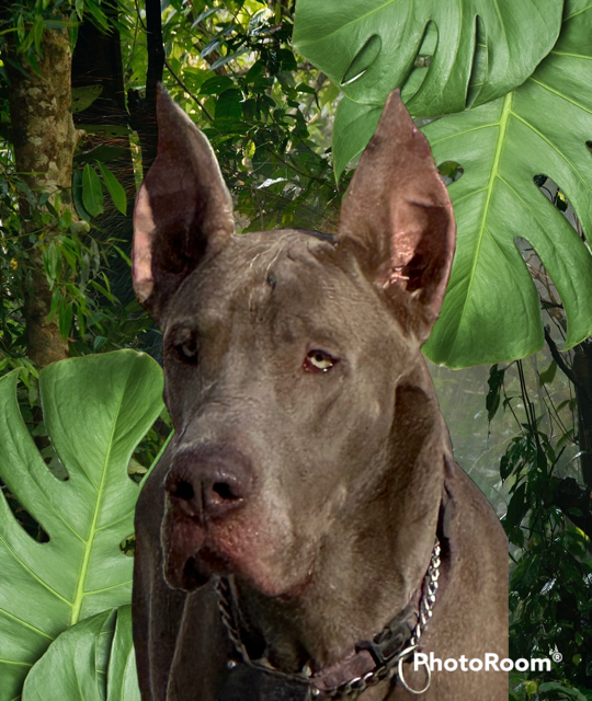 samson1