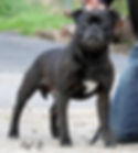Vinnie at 12 years