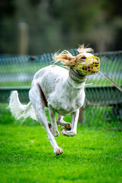 SCOW Solo-Trophy 2025