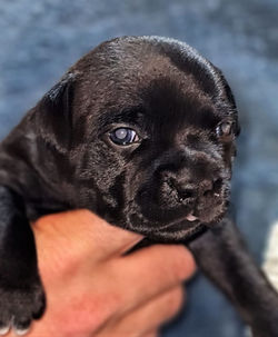 Raevi's Grey Boy 3 weeks