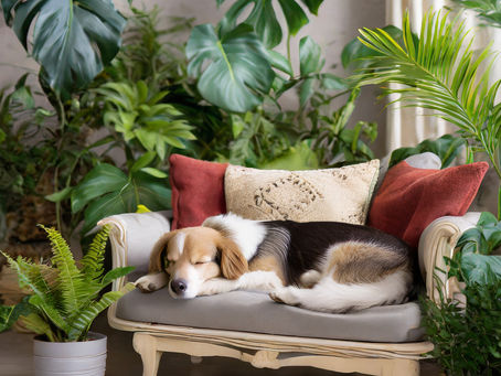 Pet friendly house plants