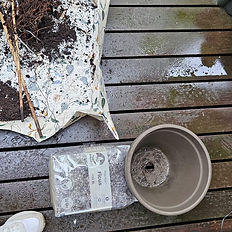 Plant repotting. Sybotanica