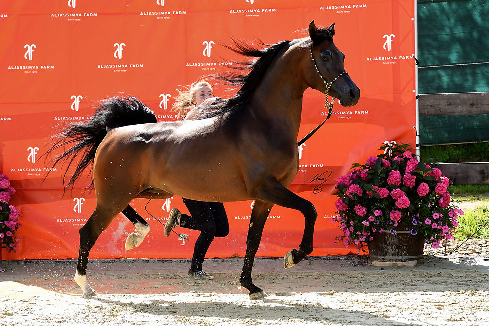 Davos K.A. arabian breeding stallion by QR Marc