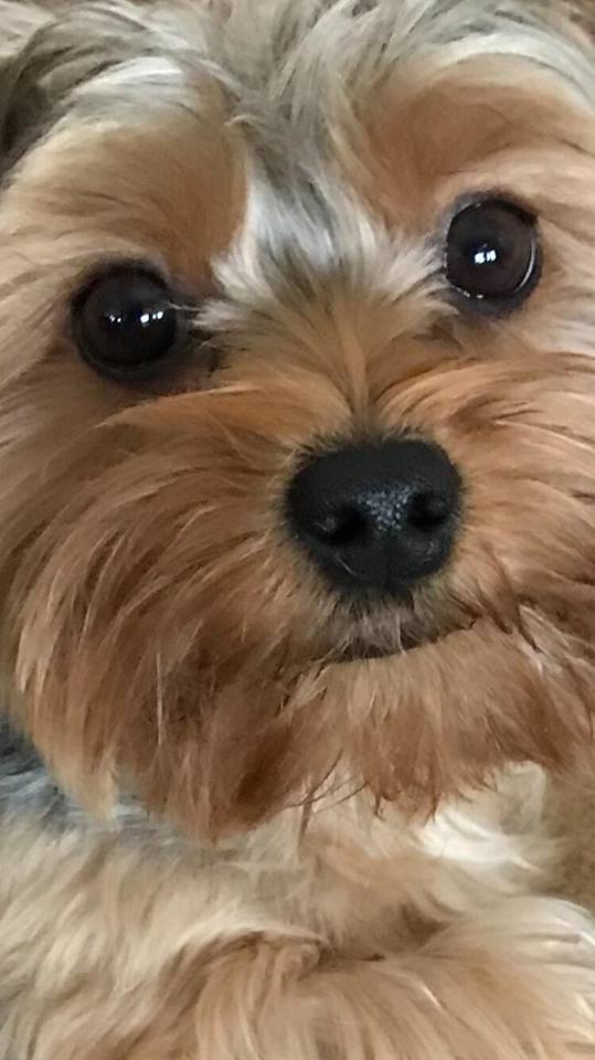 Yorkie Puppies For Sale United States Red River Yorkies