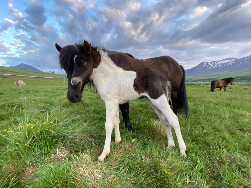 Sókrates frá Söguey