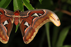 Attacus_atlas_SomaChiyoda