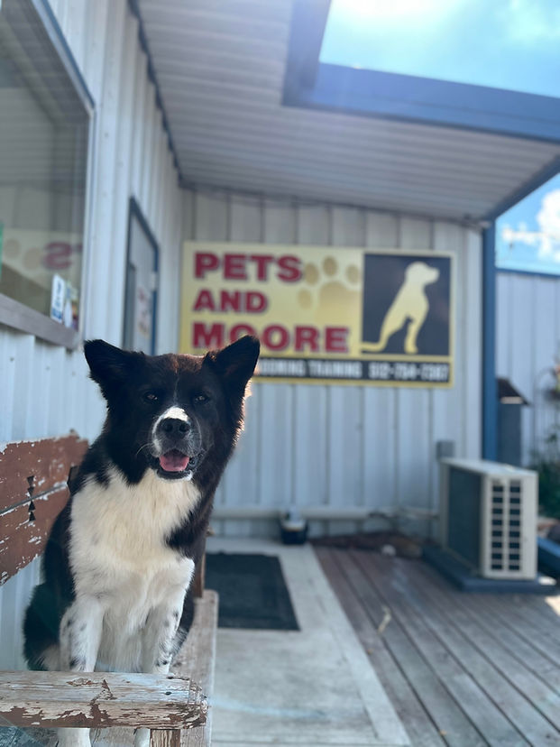 Angel, the dog, under sign