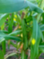 537FAE3B-57A1-4058-8882-5A4D69E376EC_1_2