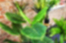 Wholesale decorations and artificial flowers by KWIATOLANDIA