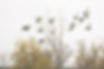 mallard-trees.jpg