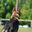 Writer: Northern Balanced K9