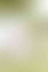 light and airy photographer essex uk