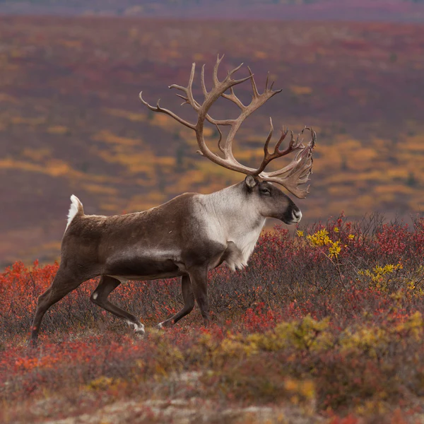 Caribou Poster.webp