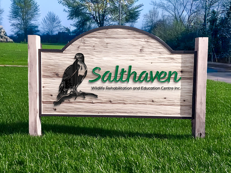 Salthaven Rebrand & Style Guide