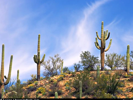 Best Plumber in Tucson Oro Valley Marana