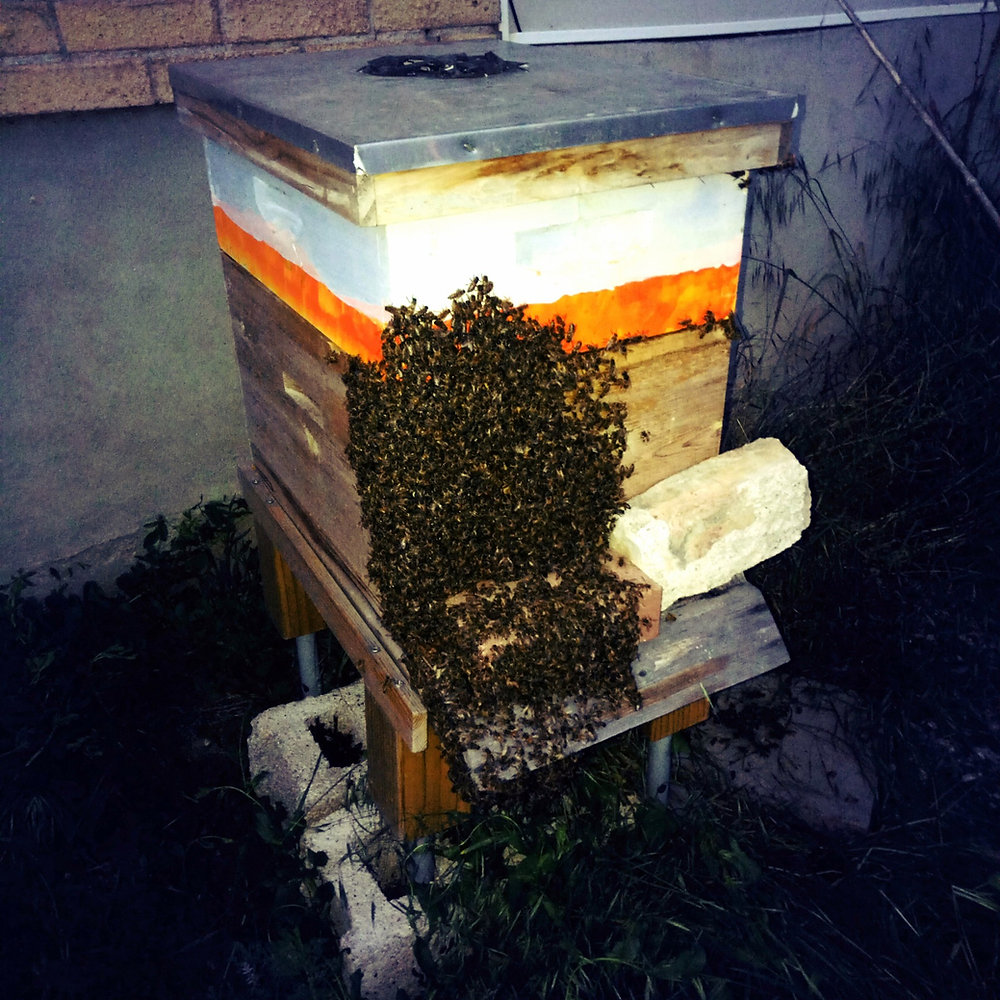 Summer Management: Bearding and Backfilling