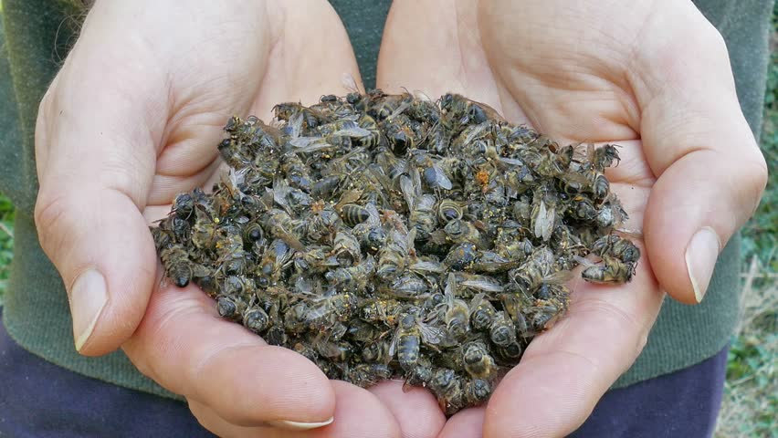 Here Nosema, See Nosema: Apiculture’s Silent Killer