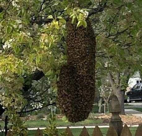 Have They Swarmed?