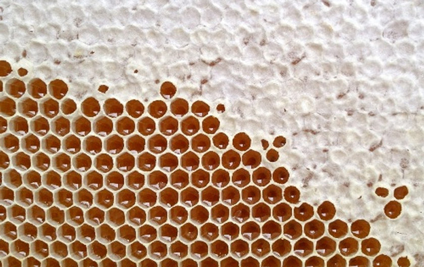 Harvesting Uncapped Honey in Utah