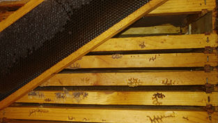 Empty Hive: Why They Left and Where They Went
