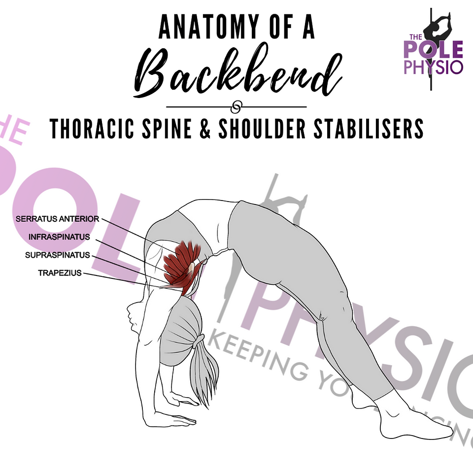 Thoracic spine & shoulder stabilisers in a backbend
