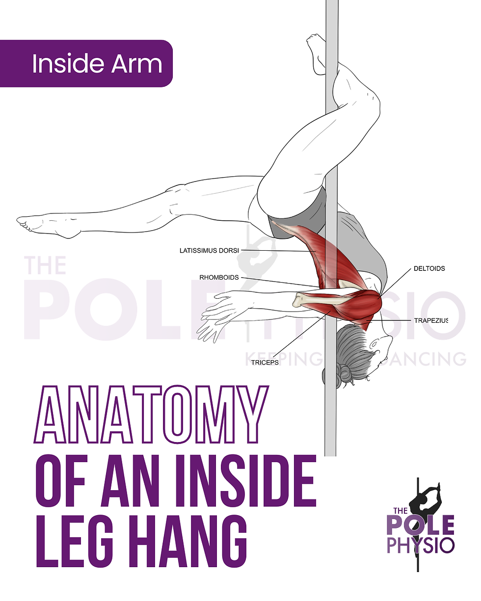 Diagram of a pole dancer in an inside leg hang, showing muscle anatomy labeled: latissimus dorsi, rhomboids, deltoids, triceps, trapezius.