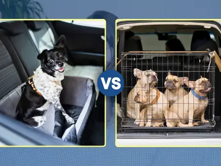 Premium Single Pet Transport Service