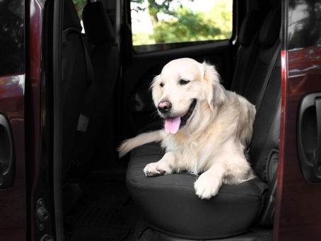 Pet Import Regulations