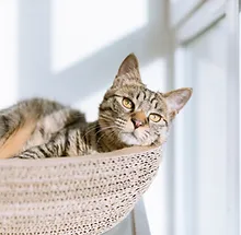 Cat in Basket.webp