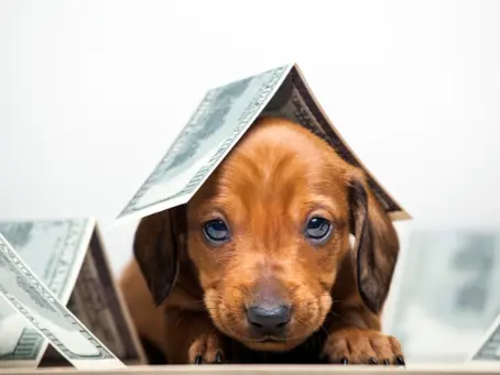 Pet Transport Cost & Pet Courier Services