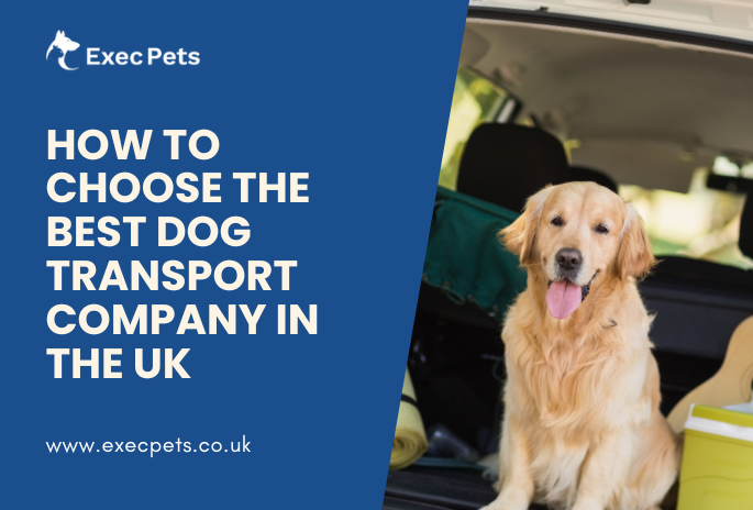 How to Check the Dog Transport Company in the UK
