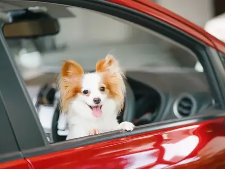 Commercial Vs Non-Commercial Pet Transport