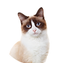 test_3.webp