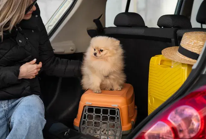 Can Anxious or Aggressive Dogs Travel Safely with Pet Transport Services in the UK?