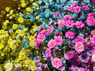 染めカスミソウ