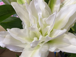 酒田市そでうらフェアです✨