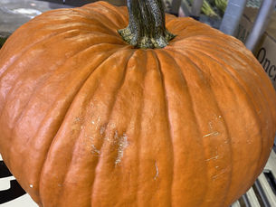 ハロウィンにかぼちゃを飾るのはなぜ?