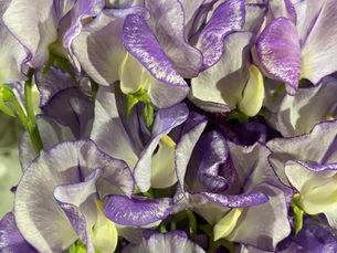 スイートピーの日