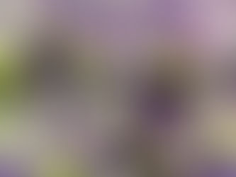 スイートピーの日