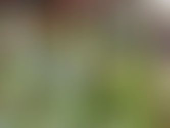 吾亦紅ってバラ科なの?!