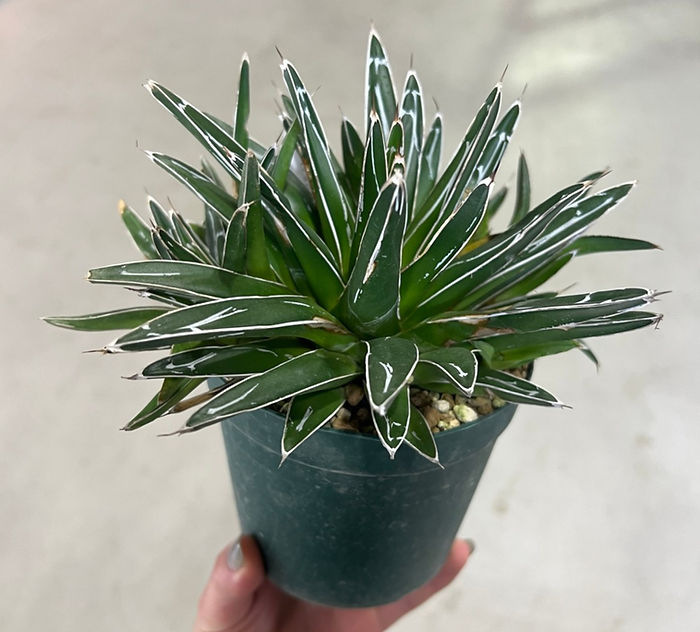 さぼさぼさぼてん🌵