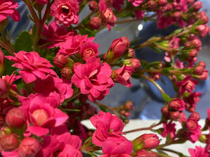 🎍謹賀新年🎍