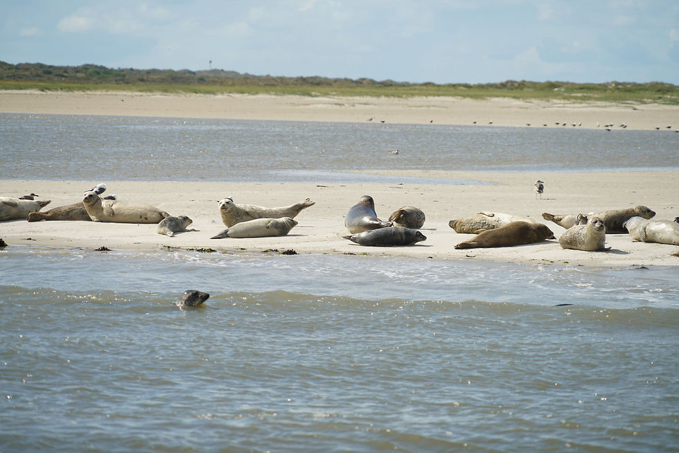 Seehundsbank vor Langeoog