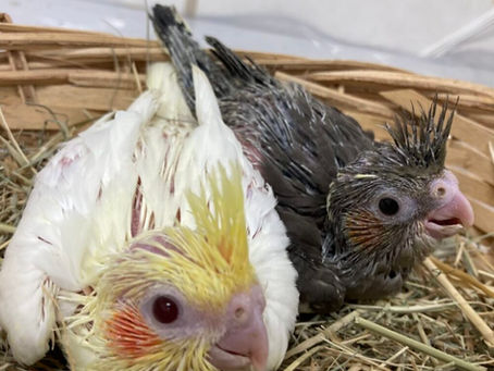 オカメインコ入荷