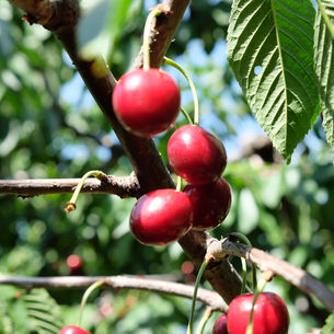 【多倫多假期/週末活動篇-摘🍒🍒🍒】