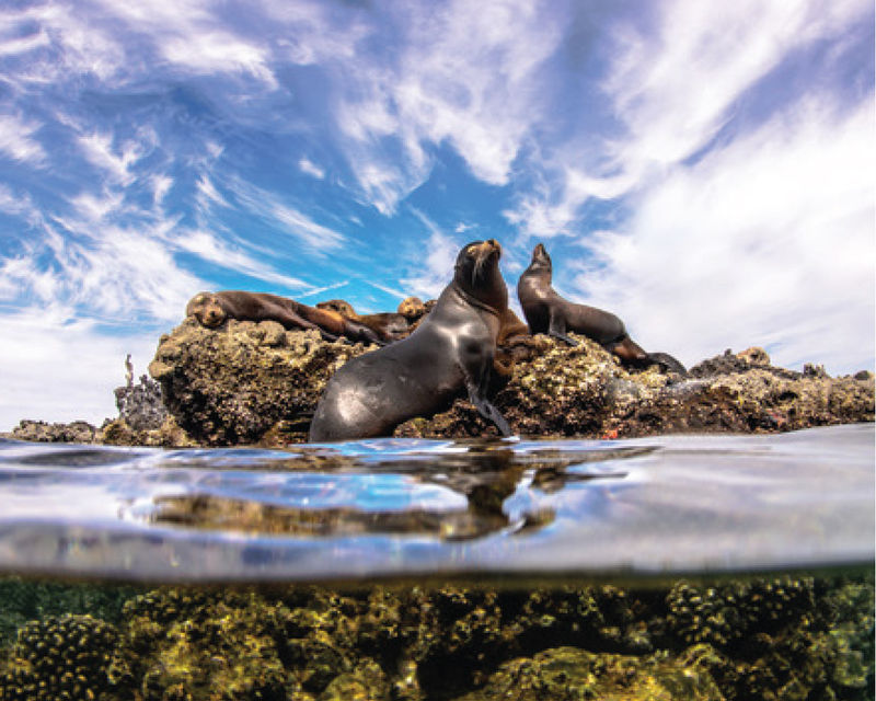 Snorkel Cabo Pulmo — 2x1 in Los Cabos with Baja Pass