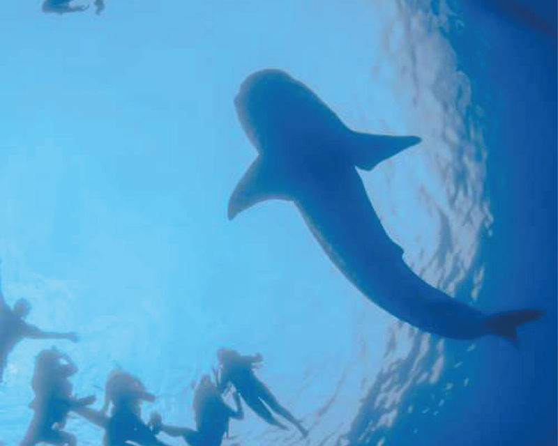 Whale Shark Encounter — 2x1 in Los Cabos with Baja Pass