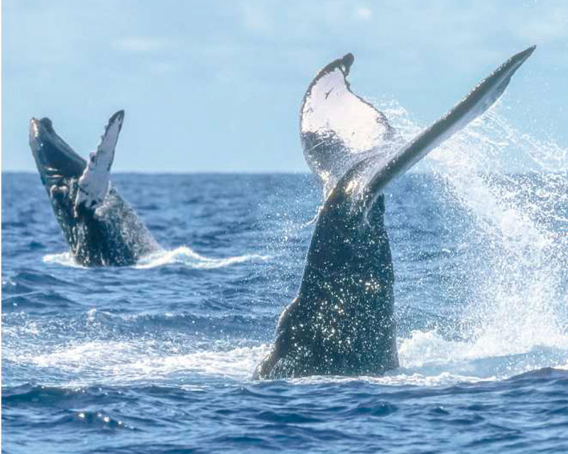 Luxury Whale Watching — 2x1 in Los Cabos with Baja Pass