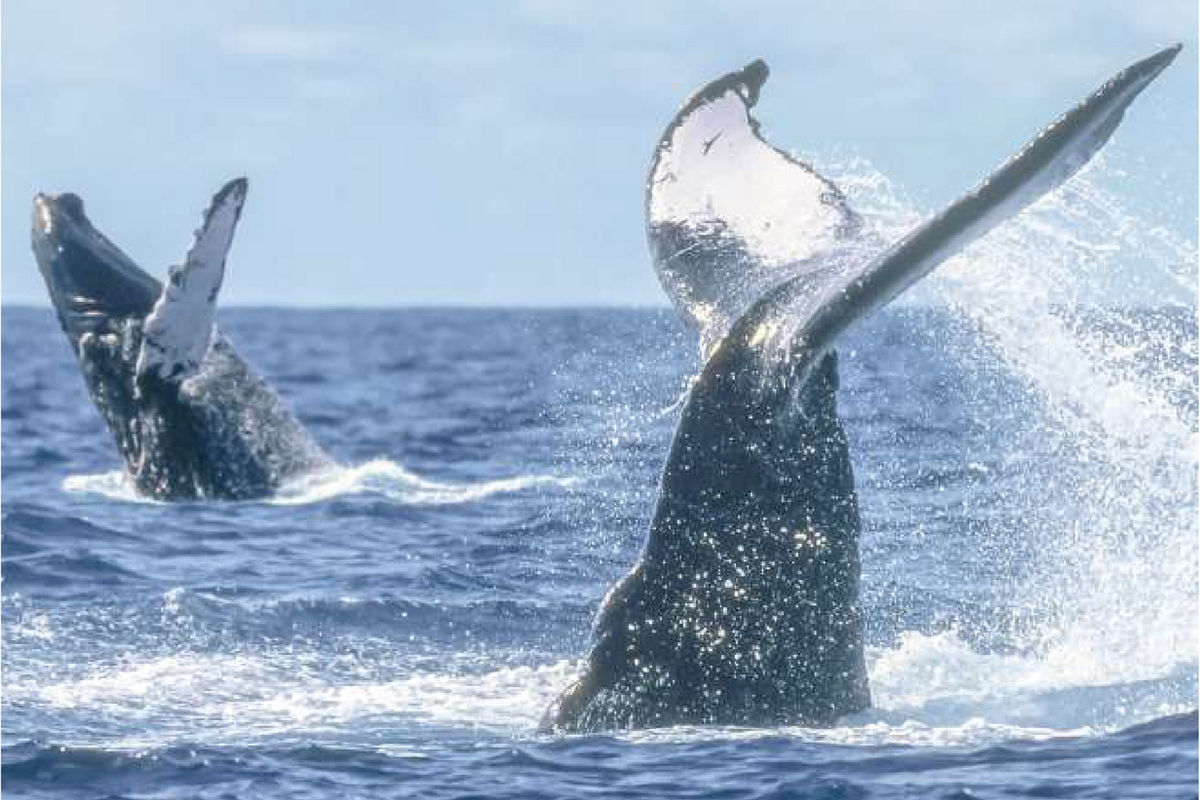 How Much Is Whale Watching in Cabo? (2026–27 Season Prices)