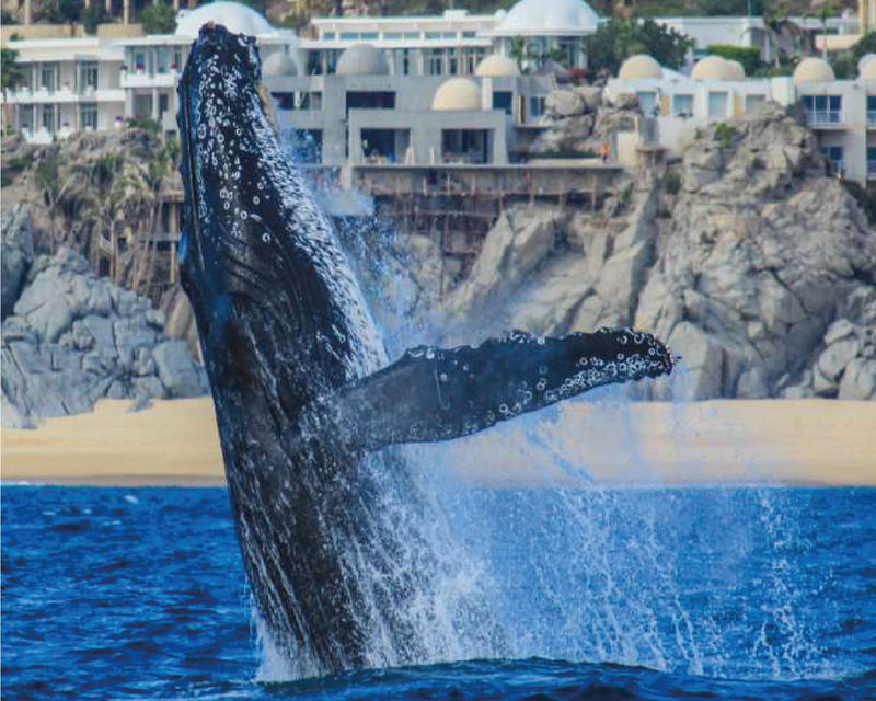 Whale Photo Safari — 2x1 in Los Cabos with Baja Pass
